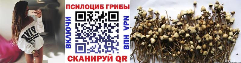 Купить  Верхняя Пышма  Галлюциногенные грибы MAGIC MUSHROOMS 